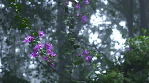 Mist Morning Bloom Vídeos de archivo 90379466