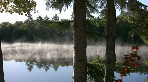 Mist on morning lake through tree trunks. Stock Footage