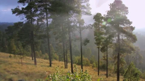 Mist in Mountain and tree Stock Footage 10685482