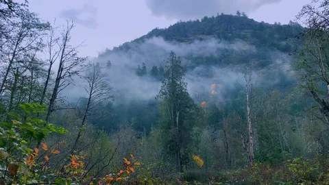 Mist Mountain Forest Nature Landscape, Scenic Fog Tree Background Tree Top Stock Footage 99069181