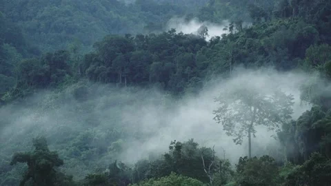 Mist move slowly over tree forest Stock Footage 141184201