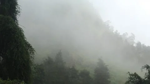 Mist moving between the trees ariel view. Stock Footage 276226779
