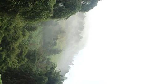 Mist moving between the trees ariel view. Stock Footage 276226796
