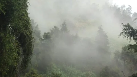 Mist moving between the trees ariel view. Stock Footage 276226845