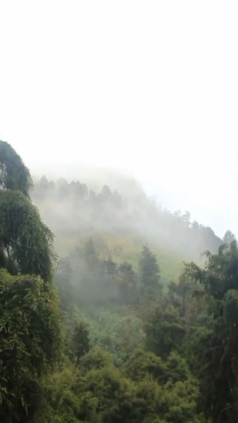 Mist moving between the trees ariel view. Rainy weather in mountains and forest. Stock Footage 282230517