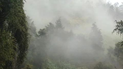 Mist moving between the trees ariel view. Rainy weather in mountains and forest. Stock Footage 282230550