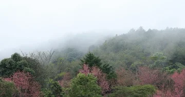 Mist moving in the forest mountain with pink wild himalayan cherry flower Stock Footage 85999908