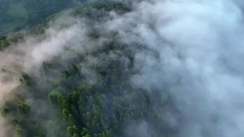 Mist Moving Through Pine Forest - Static Drone. View Paltinu Suceava Video stock 287307372