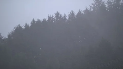 Mist Moving through Trees Stock Footage 88830475