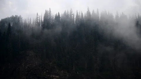 Mist moving up through the trees of a forest Stock Footage 95823194