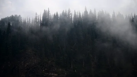Mist moving up through the trees of a forest Stock Footage 95823621
