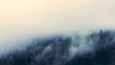 Mist moving trough forest timelapse Video stock 99431043