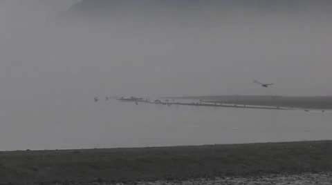 Mist ocean gulls flying beach1 스톡 동영상 36640039