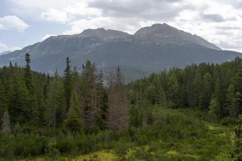 Mist Over Alpine Mountain Forest With Pine Trees and Lush Green Valley Land.. Stock Photos