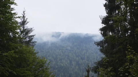 Mist over Densely Forested Carpathian Mountains of Ukraine Stockbeeldmateriaal 99792408