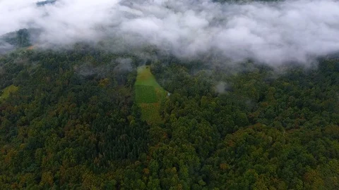 Mist Over The Forest 動画素材 95703304