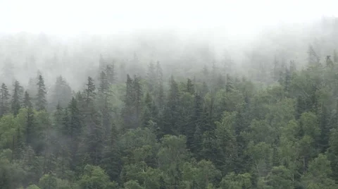 Mist over the forest time lapse Stock Footage 52817983