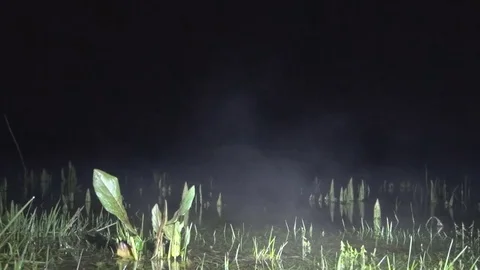 Mist over the marsh night Stock-Footage 69982794