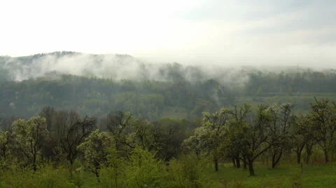 Mist over an orchard Stock Footage 4705803