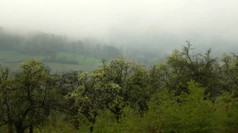 Mist over an orchard Stock Footage 4708199