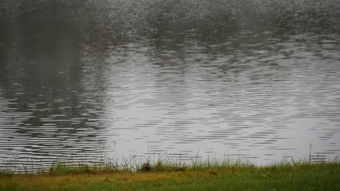 Mist over pond with birds Stock Footage 111923932