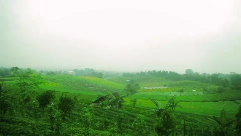 Mist over rolling green hills in the Java mountains 库存影片 340058088
