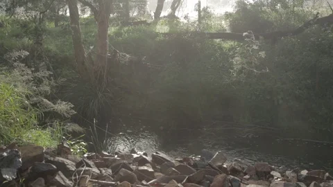 Mist over small stream Stock Footage 72556845
