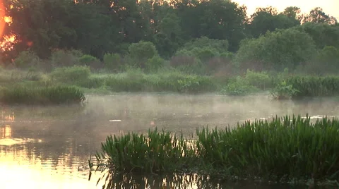 Mist over a swamp at dawn Stock Footage 5034932