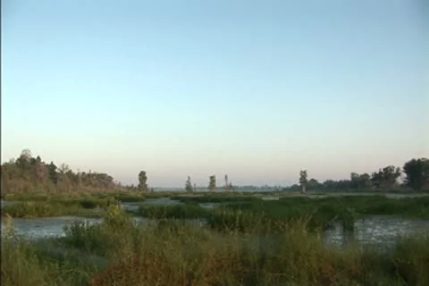 Mist over a swamp at dawn Stock Footage 8950636