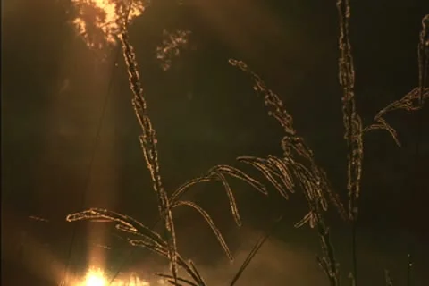 Mist over a swamp at dawn Stock Footage 8950653