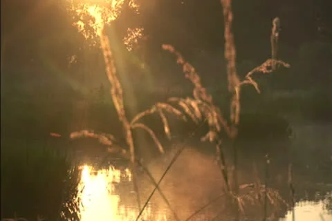 Mist over a swamp at dawn Stock Footage 8950663