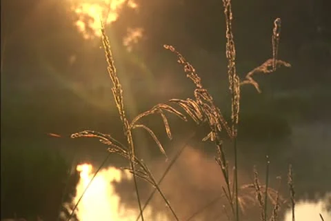 Mist over a swamp at dawn Stock Footage 8950666