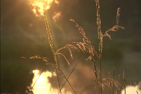 Mist over a swamp at dawn Stock Footage 8950670
