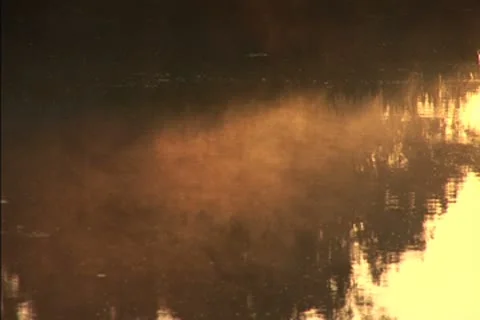 Mist over a swamp at dawn Stock Footage 8950674