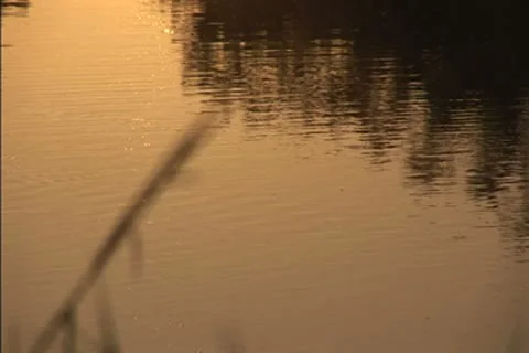 Mist over a swamp at dawn Stock Footage 8950679
