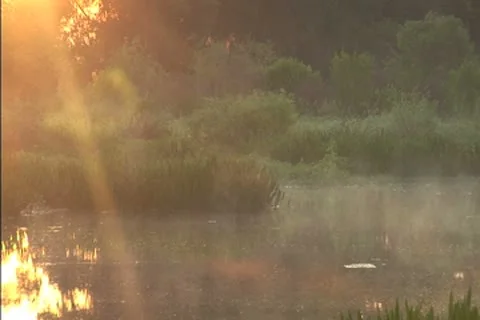 Mist over a swamp at dawn Stock Footage 8950684