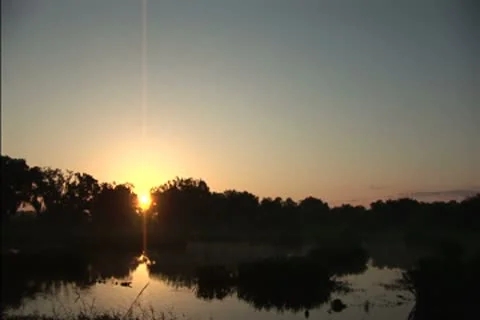 Mist over a swamp at dawn Stock Footage 8950688