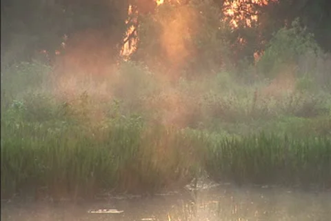 Mist over a swamp at dawn Stock Footage 8950695