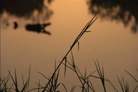 Mist over a swamp at dawn Stock Footage 8950699