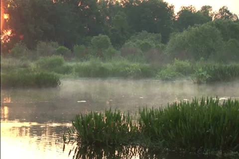 Mist over a swamp at dawn Stock Footage 8950703