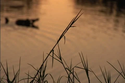 Mist over a swamp at dawn Stock Footage 8950711