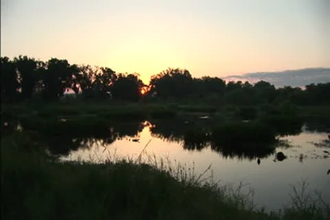 Mist over a swamp at dawn Stock Footage 8950716