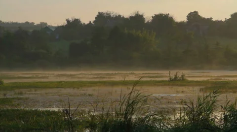 Mist over swamp Stock-Footage 54793407