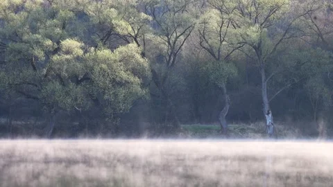 Mist over a tranquil lake, trees silhouetted against soft light, nature's serene Stock Footage 306063030