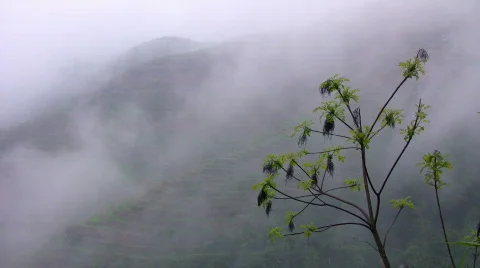 Mist in the paddy field Stock Footage 362027