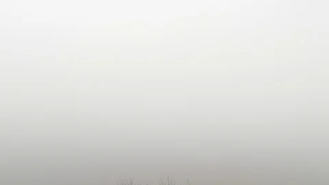 Mist pan down to top of haunted creepy tree Stock Footage 104521906