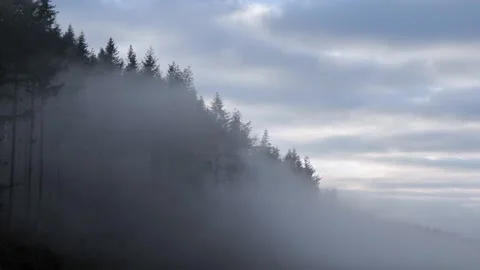Mist passing through a conifer forest, Britain, UK Stock Footage 293001844