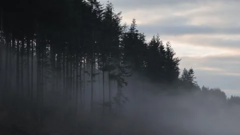Mist passing through a conifer forest, Britain, UK Stock Footage 293003392