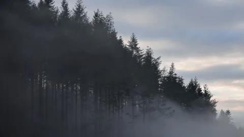 Mist passing through a conifer forest, Britain, UK Stock Footage 293003455