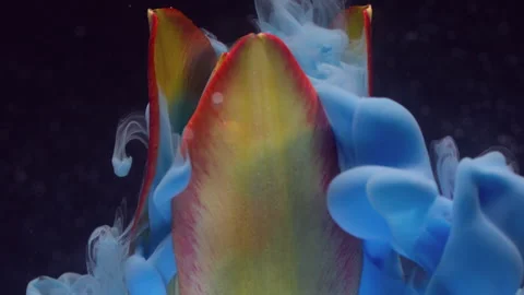 Mist petals cloud ink water dew tulip flower plant Stock Footage 339770829